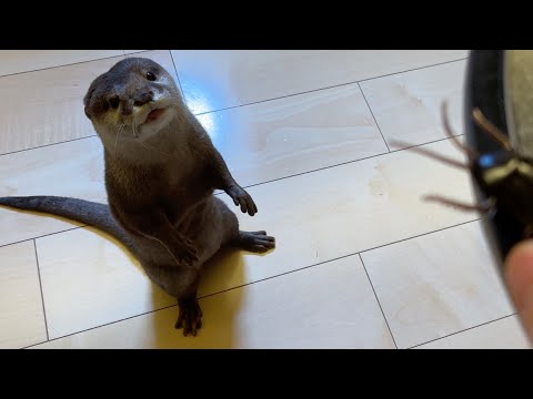 閲覧注意！走るGのおもちゃにただならぬ興味を示すカワウソ Warning! Otter shows unusual interest in running cockroach toy(YouTube)
