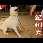 【重要】迎え入れた犬（成犬、子犬）に最初にするべき事❣️(YouTube)