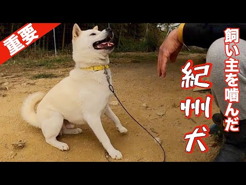 【重要】迎え入れた犬（成犬、子犬）に最初にするべき事❣️(YouTube)