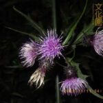 井の頭自然文化園 花ごよみ動画 タイアザミの開花(YouTube)