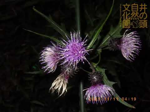 井の頭自然文化園 花ごよみ動画 タイアザミの開花(YouTube)