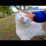 通りの向こうから野良猫がモフられにきた(YouTube)