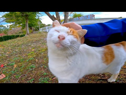 通りの向こうから野良猫がモフられにきた(YouTube)