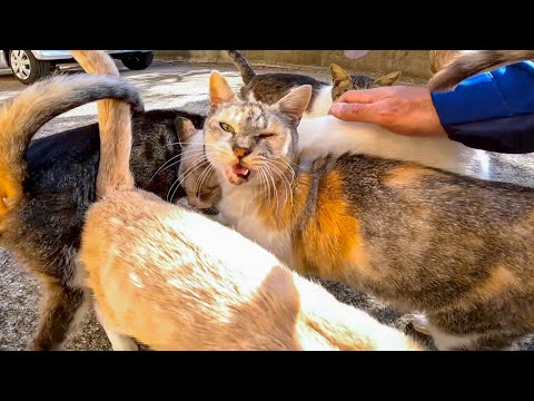 猫島で団地に行くと野良猫が沢山集まってきた(YouTube)