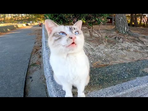 海辺の野良猫が急いで防波堤を上ってきた(YouTube)