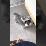 【可愛すぎる】飼い主と目が合った時にだけ動くしっぽ【シュナウザージジトト】 #Shorts(YouTube)
