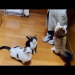 にゃんトークで「ご飯くれ」を翻訳されそうになると沈黙する猫(YouTube)
