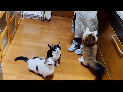 にゃんトークで「ご飯くれ」を翻訳されそうになると沈黙する猫(YouTube)