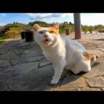 いつもの東屋で誰か来るのを待っている野良猫が可愛過ぎる(YouTube)
