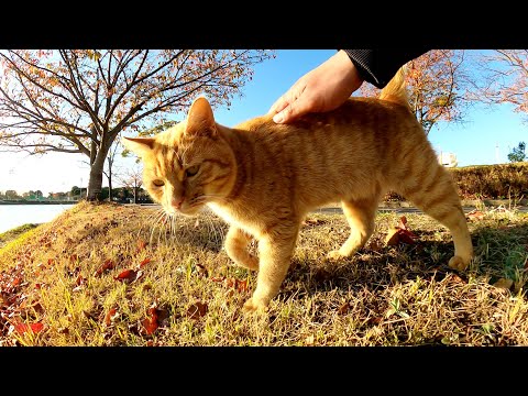 人懐っこい茶トラ猫が可愛い鳴き声で甘えてきた(YouTube)