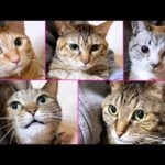 無の状態で爪切りをされる猫と爪切りのリズムに合わせて鳴く猫♪【R5猫の爪切り】(YouTube)