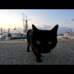 夕ぐれの漁港で黒猫を見掛けたのでナデナデすると他の猫も寄ってきたり(YouTube)