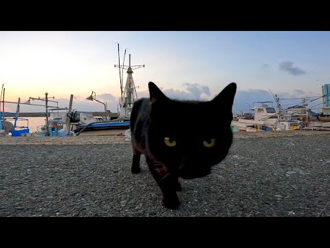 夕ぐれの漁港で黒猫を見掛けたのでナデナデすると他の猫も寄ってきたり(YouTube)