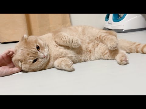 最近、ある動物に間違えられます…(YouTube)