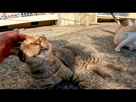 団地の前にいた猫たちを撫でると擦り寄ってきてカワイイ(YouTube)