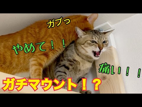 なぜか急にガチでマウントを取りに行く猫がこわい。。(YouTube)