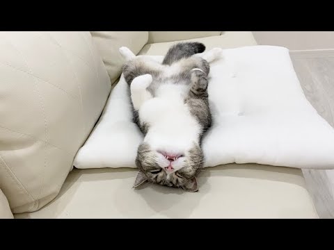 広い新居で猫と遊びまくったら、疲れ果ててこうなりましたw(YouTube)