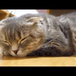 皆様にお知らせがあります…(YouTube)