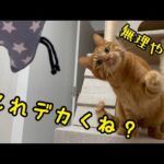 おもちゃが大きすぎて咥えられない猫がかわいい！(YouTube)