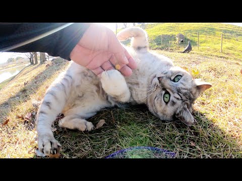 おデブ過ぎてハトからも警戒されないアザラシ猫(YouTube)