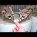 トイレを忘れてしまったジェネットのその後(YouTube)
