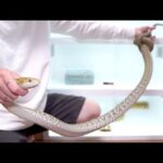 蛇マンションを作ったので凶暴蛇たちを引っ越しさせます(YouTube)