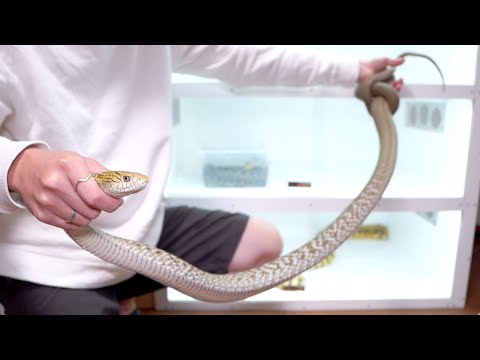 蛇マンションを作ったので凶暴蛇たちを引っ越しさせます(YouTube)