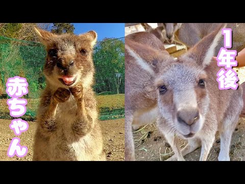 気弱だったカンガルーが、強者になってたw(YouTube)