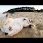 可愛い猫の姉妹が砂浜で転げまわって気持ちよさそうに砂浴びをする(YouTube)