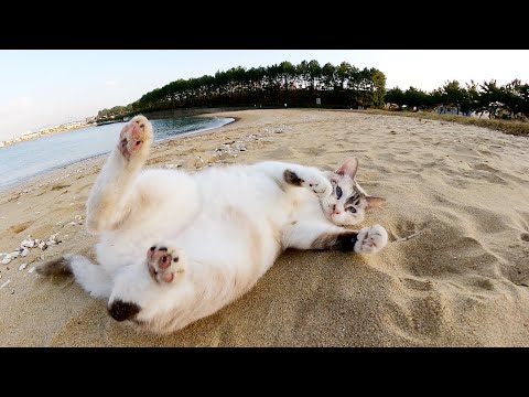 可愛い猫の姉妹が砂浜で転げまわって気持ちよさそうに砂浴びをする(YouTube)