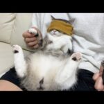 目隠ししたまま爪を切られた猫の反応がかわいすぎた…笑(YouTube)