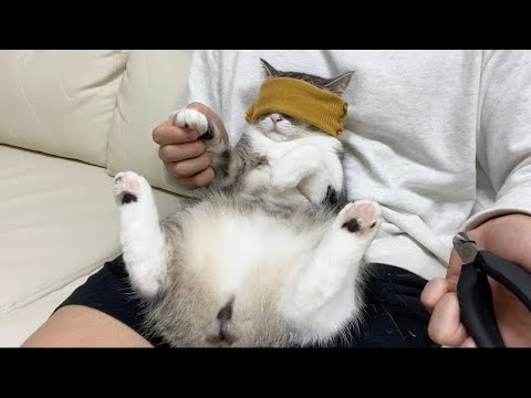 目隠ししたまま爪を切られた猫の反応がかわいすぎた…笑(YouTube)