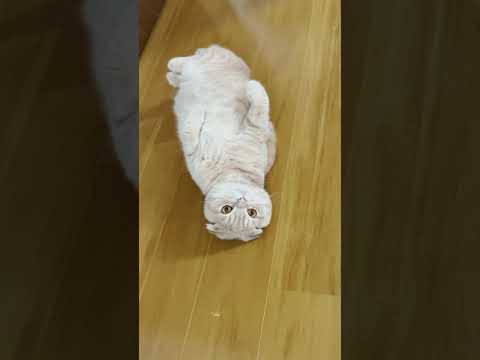 ムキムキ猫むぎチャンネル。 #Shorts(YouTube)