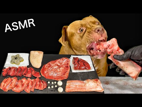 【肉テロASMR】最強のアゴで牛の骨を噛み砕くピットブルの咀嚼音が心地よすぎる(YouTube)