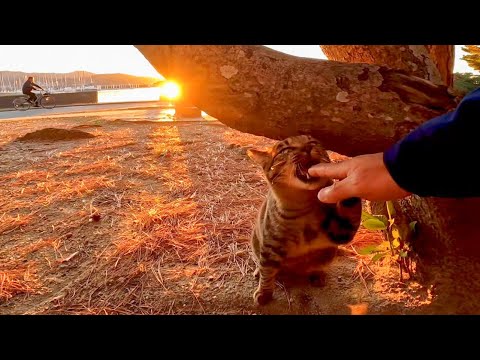 海沿いの公園で野良猫が甘えてきた(YouTube)