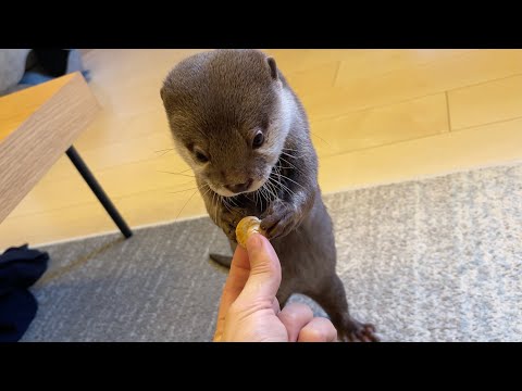 ホタテ等をすごく食べたそうにするカワウソの反応が… 笑 I prepared a feast of whitebait and scallops for the otter.(YouTube)