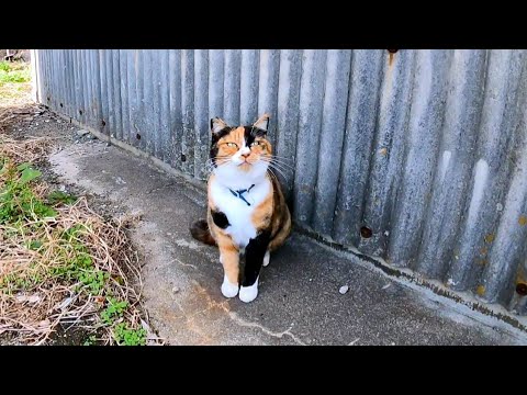道路脇に座っていた三毛猫ちゃん、近づくと立ち上がってモフられにきた(YouTube)