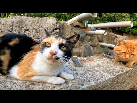 海辺の神社の駐車場にいた野良猫達をナデナデしてきた(YouTube)