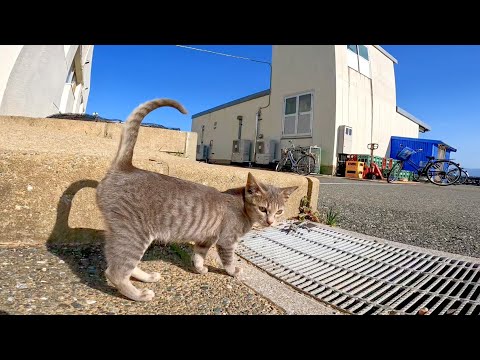 漁港のパトロールに行く子猫、魚泥棒に遭遇し勇敢に立ち向かう(YouTube)