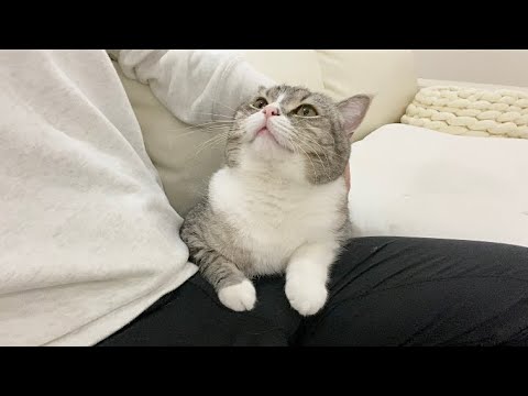 広い新居でひとりぼっちにされて不安だった猫がこうなりました…(YouTube)