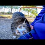 公園の階段に座ると野良猫がモフられにきた(YouTube)
