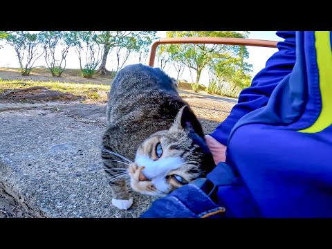 公園の階段に座ると野良猫がモフられにきた(YouTube)