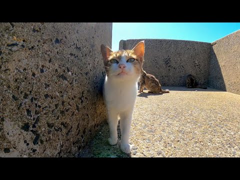 防波堤にいた子猫達がカワイイ(YouTube)