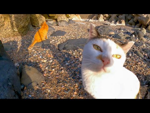 海辺の野良猫たちと戯れる(YouTube)