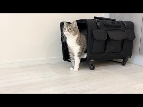 新居に到着したら豪邸すぎて猫がこうなりました笑(YouTube)