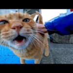 夕方の渡船場で人懐っこい茶トラ猫がモフられに来た(YouTube)