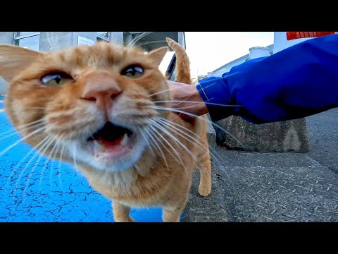夕方の渡船場で人懐っこい茶トラ猫がモフられに来た(YouTube)