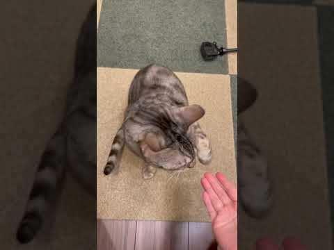 犬並みに芸をする猫たち＃shorts(YouTube)
