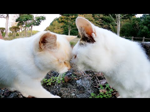 仲良し猫トリオが広場で楽しそうにじゃれ合う(YouTube)