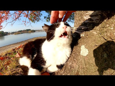 気持ちよさそうに朝日を浴びるハチワレ猫と茶シロ猫(YouTube)